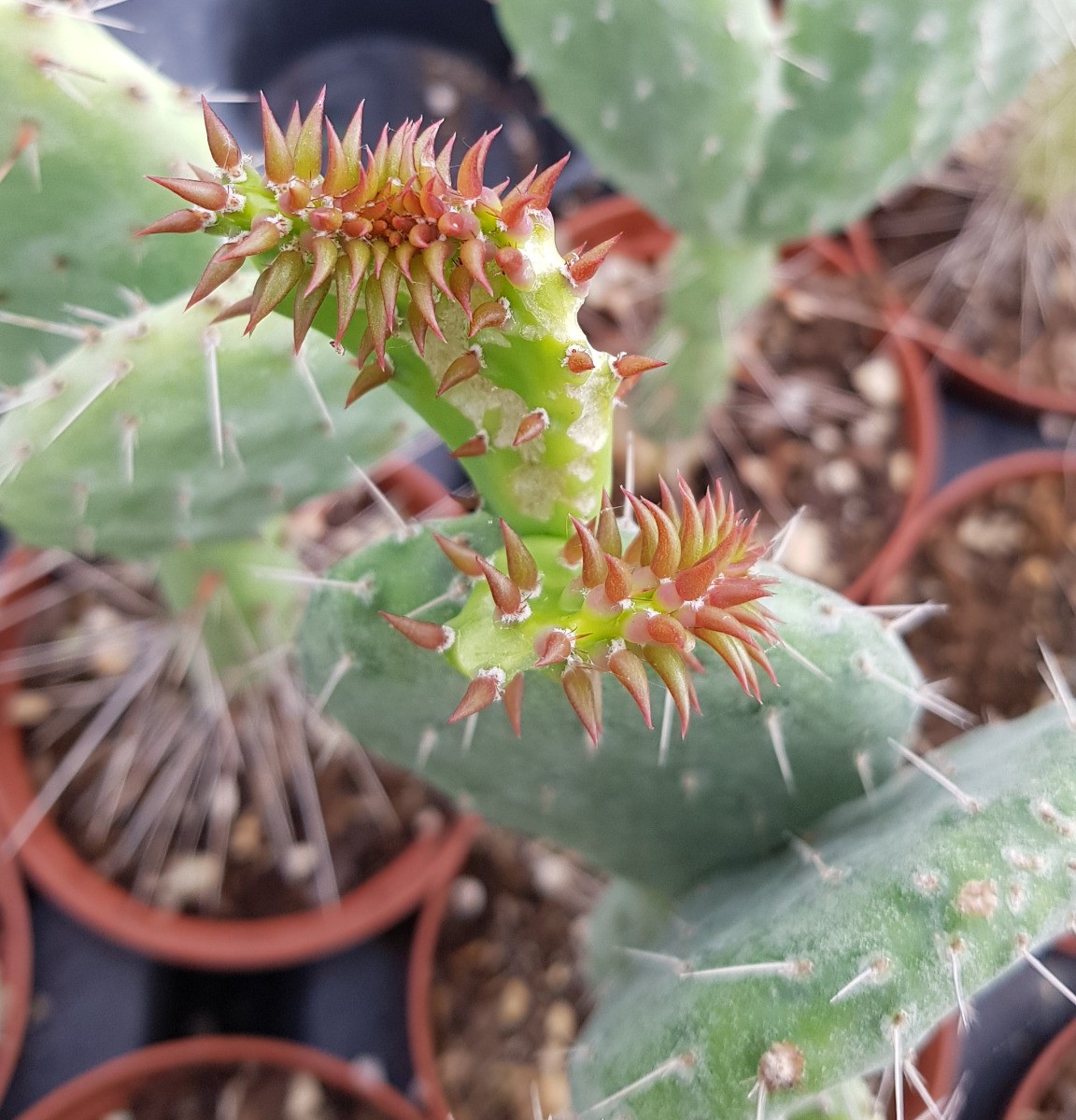 Opuntia engelmannii v. rastrera cactus résistant à la sécheresse - 4