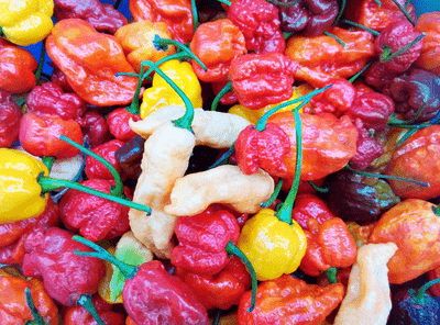 50 SEMI DI CAROLINA REAPER il peperoncino piu piccante al mondo very hot