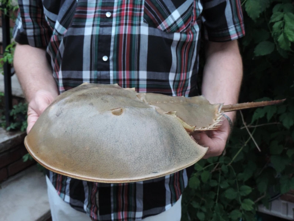 15" long FULL HORSESHOE CRAB Living Fossil of Atlantic Ocean/ Shell, molt - Image 3 of 4