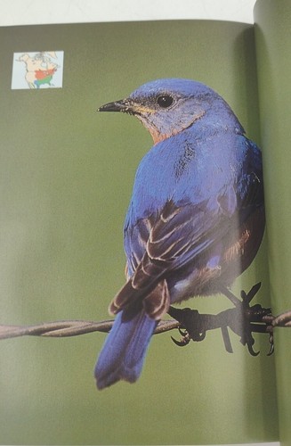 A Field Guide To The Birds Of North America Paperback 255 Pages Copyright 2007 - Imagen 8 de 12
