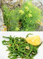 Rock Samphire | Crithmum Maritimum | 30+ seeds | Edible | Same Day Dispatch