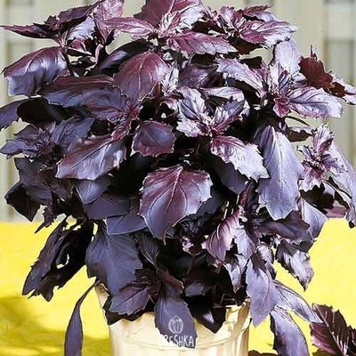 DUFTENDES BASILIKUM ROT Ocimum basilicum purpurascens 50 frische Samen