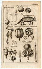 Antique Print-HYDROMETER-HERALDRY-ARBUTUS-MUGWORT-CORYDALIS BULBOSA-Buys-1770