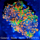 Corals of Eden NON WYSIWYG Live Coral Frag~ Godzilla Bounce Mushroom .5'' — photo 2
