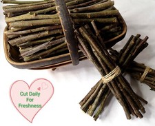 British Fresh Cut Apple Wood Chew Sticks Unsprayed Organic 500g Economy Size!!
