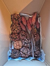 Kiste f&uuml;r Floristik gemischt - Rosette, Repens, Plumosum, Pinienzapfen, Lotus