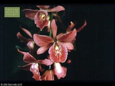 CLASSIC CLONE EPICATT ORCHID SEEDLING - Grc. Frances Dyer 'Foxes Plum' 2 in pot