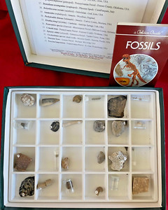 Ward's Natural Science 24pc Fossil Specimen Samples Collection NEW Paleontology