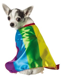 pride dog outfits