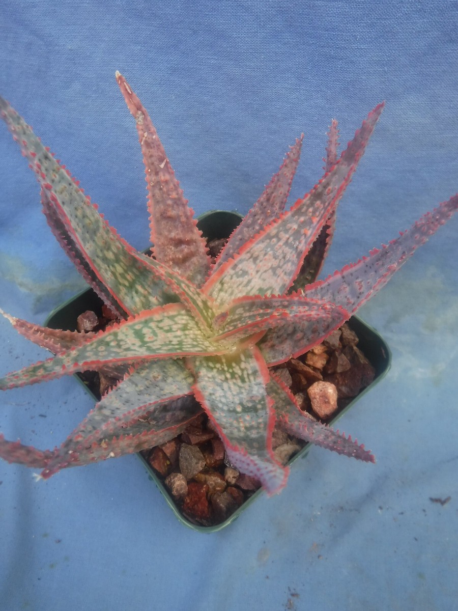 Aloe Hybrid: "Bright Star" Rooted Plants 3"+ Easy 2 Grow Succulent Great  Texture | eBay