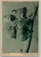 39164747 - Goldfoot Kaola Australian Animal