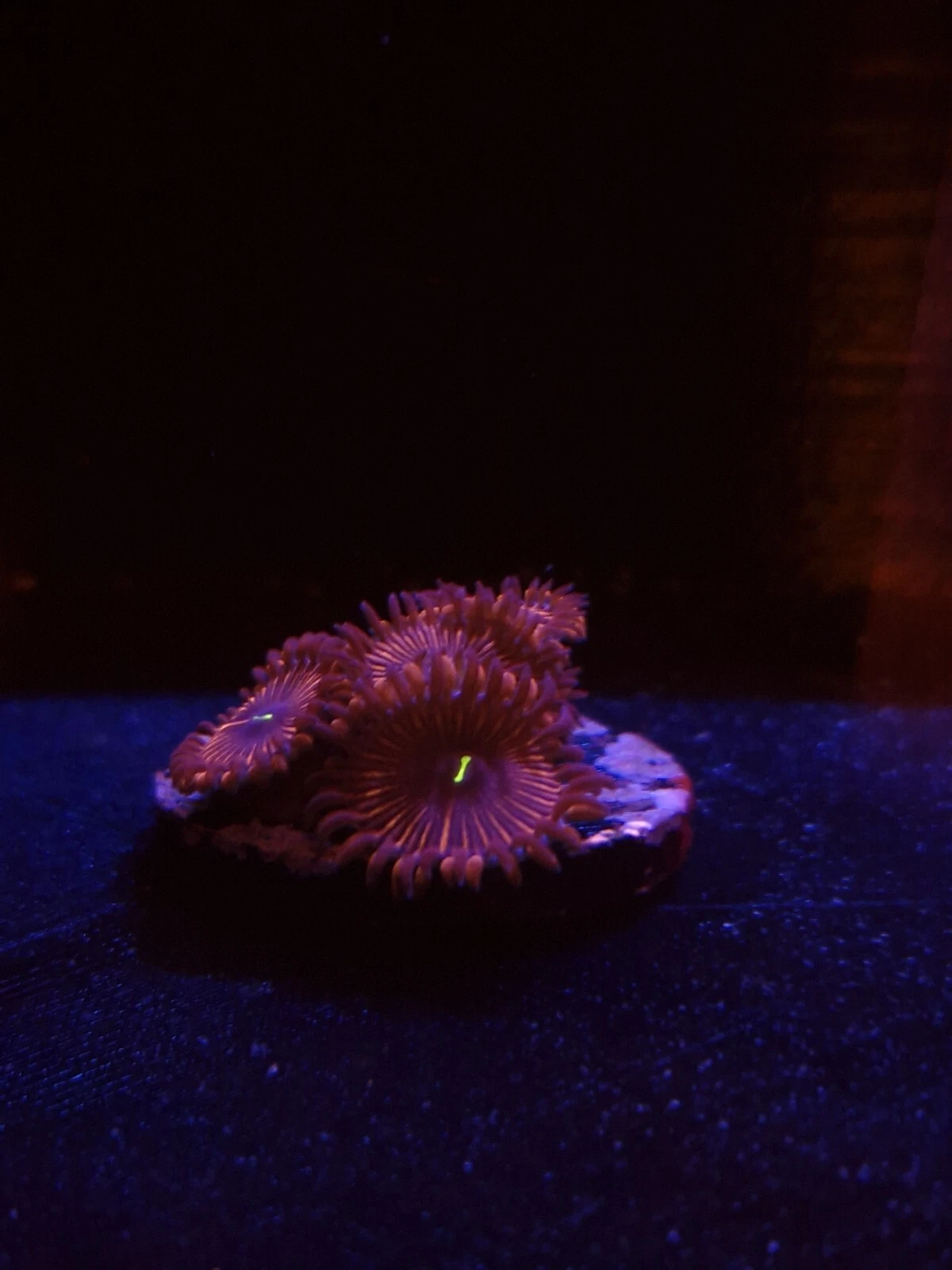 Picture 1 of 1
