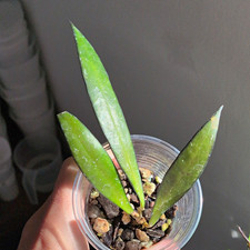 Hoya NoID sp. Sumatra , Rare Hoya With Long Slim Leaves With Black Edge