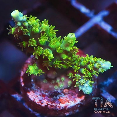 WWC Toxic Slimer Acropora | NOT WYSIWG | Live SPS Coral | Aquacultured