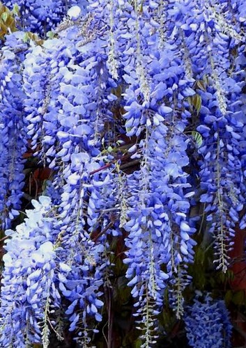 PACIFIC BLUE 💙Wisteria Bonsai🔹️Cascading FREE EXPRESS POST with the POT - Picture 2 of 7