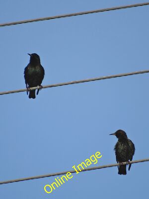Photo 6x4 Birds on Wires Hade Edge Two starlings surveying another Decemb c2013