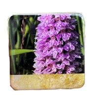 Chantecaille Limited Edition Wild Meadows Eye Shadow Quartet Palette New In Box