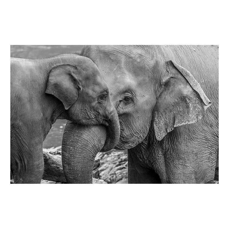 Quadro em tela de elefante preto e branco gravuras animais arte na parede - Imagem 4 de 4