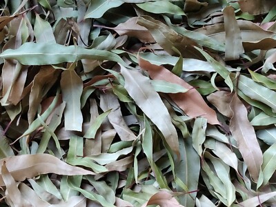 400 HOJAS DE EUCALIPTO ORGÁNICAS SECAS/DRY ORGANIC BLUE GUM EUCALYPTUS LEAVES 