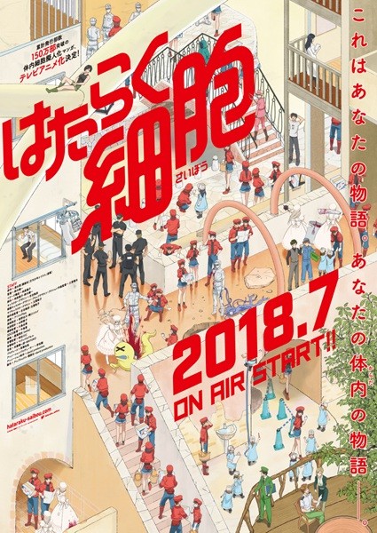 DVD Anime Hataraku Saibou /Cells at Work Complete Series (1-13) English  Subtitle