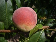 Pfirsich Fruteria, Pfirsichbaum kräuselkrank...