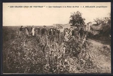 CPA Vouvray, Les vendanges à la Pièce du Puit 
