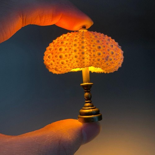 Seeigel Nachtlicht zum Selbermachen - Seeigel Muschel Nachtlampe UK