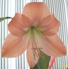 MADELYNE Amaryllis HIPPEASTRUM - Pale Peach - UNIQU3!!