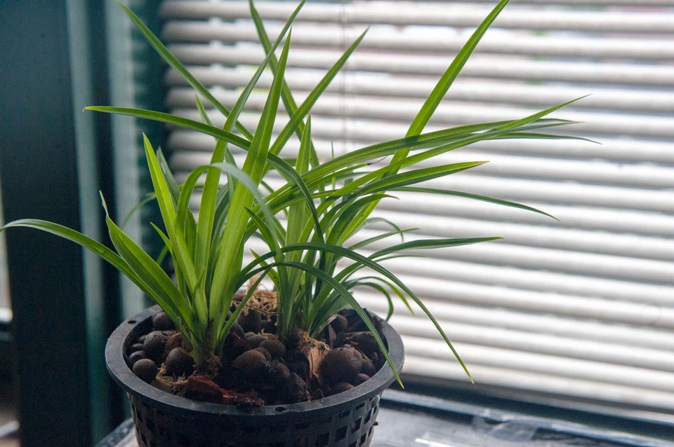 Cymbidium tortisepalum Fukuyama莲瓣兰 "nube verde" 4+pseudobulbos, extra fragante Foto 2 de 3