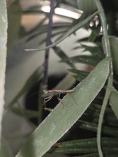 Chinese Mantis BABY