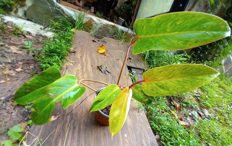 Aroid tropical houseplant PHILODENDRON Painted Lady