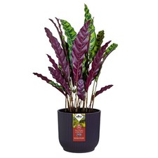 Image of Elho Vibes Round Winery Deep Purple Plant Pot Choice Of Sizes 14/16/18 cm