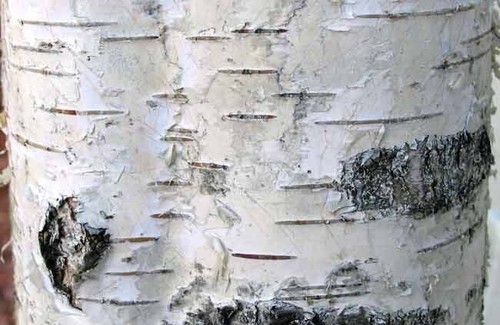SILVER BIRCH 5,000 FRESH SEEDS BETULA PENDULA HARDY WEEPING BULK WHOLESALE - Picture 10 of 11