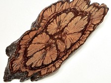 CHRYSANTHEMUM Wood Slab Natural Edge Varnish 11  Decor Accent Craft