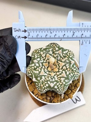 Astrophytum Star Shape (at4) (g3) | Imported Plant