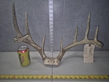 Wild 9 Point Whitetail 122-0" Rack Skull Buck Man Cave Taxidermy Cabin Horn Deer