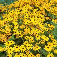 BLACK EYED SUSAN SEEDS 1 GRAM = 3500+ FRESH HARVEST FOR GARDENS