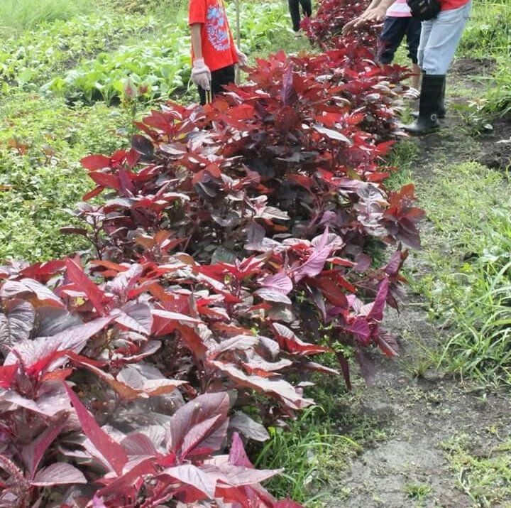 red spinach : true breed farm vegetable seeds - Image 2 of 3