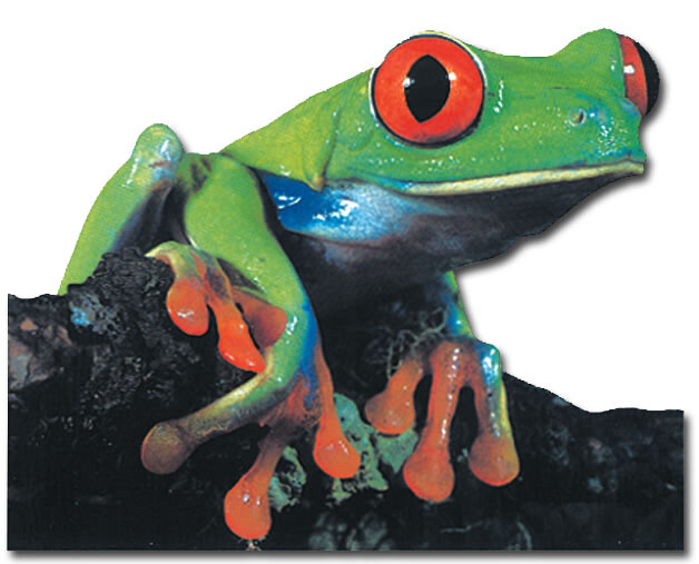 Red Eyed Tree Frog Paper House Productions Die Cut Blank Card