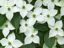 Cornus kousa Milky Way in 5L pot 90cm + tall with branching
