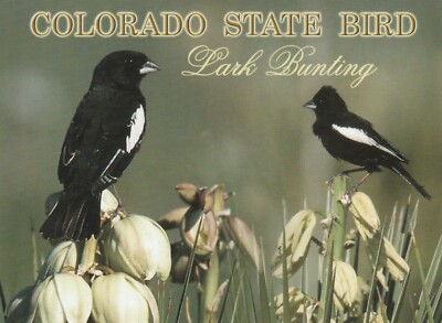 *Colorado Postcard-''The Colorado State Bird'' ''The Lark Bunting''   {+TW3}