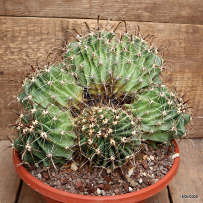 A8998 FEROCACTUS HORRIDUS CRESTED pot22-H21-W27 cm MaMa Cactus