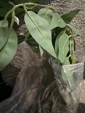 Artificial Leaves