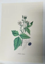 Scratchberry Rubus Caesius Botanical Print by James Sowerby 8" × 10"