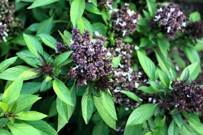 SEEDVILLE USA 250 SIAM QUEEN Thai BASIL Ocimum Thyrsiflora Herb Flower Seeds