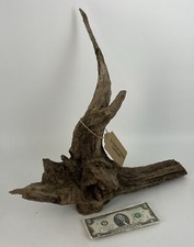 21x16 Driftwood Root Natural Aquarium Plant Art Unique Taxidermy Decor