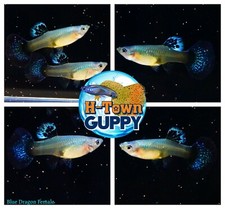 FEMALE ONLY x2 - Live Aquarium Guppy Fish High Quality - Blue Dragon