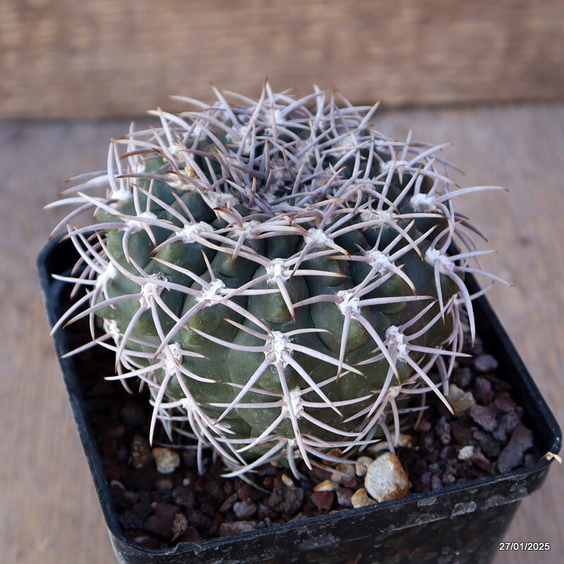A9329 GYMNOCALYCIUM SPEGAZZINII V. PUNILLENSE pot9-H7-W8 cm MaMa Cactus |  eBay