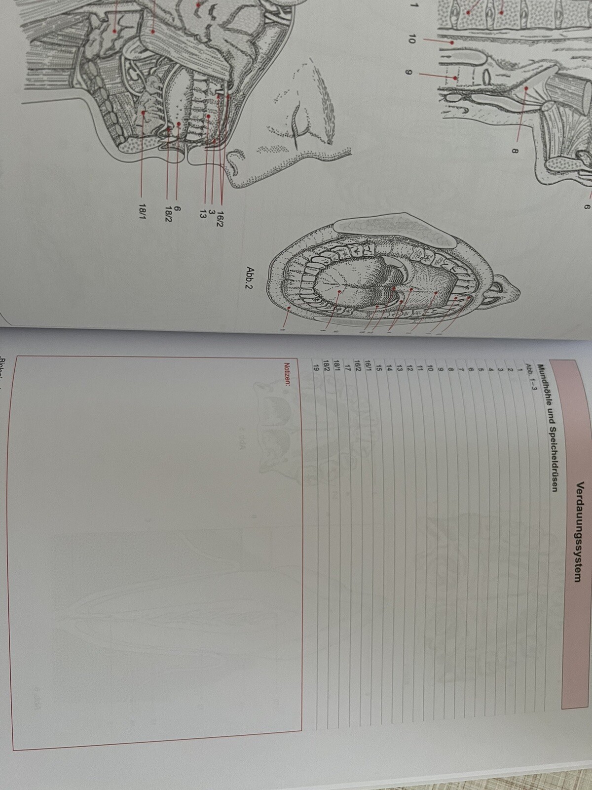 Thumbnail - Anatomie Zeichenblätter. Lösungsheft Von Paul Gebhardt (2016,