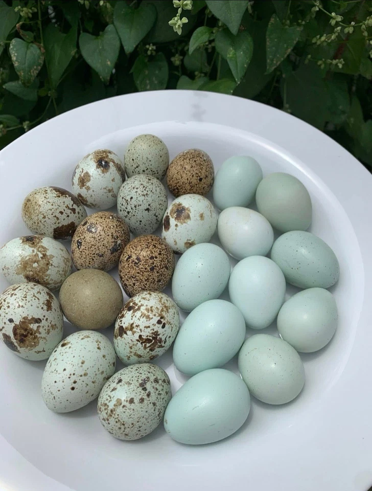 12 ovos de codorna ocos **cores exóticas** - cascas de ovo sopradas à mão para artesanato - Imagem 2 de 3